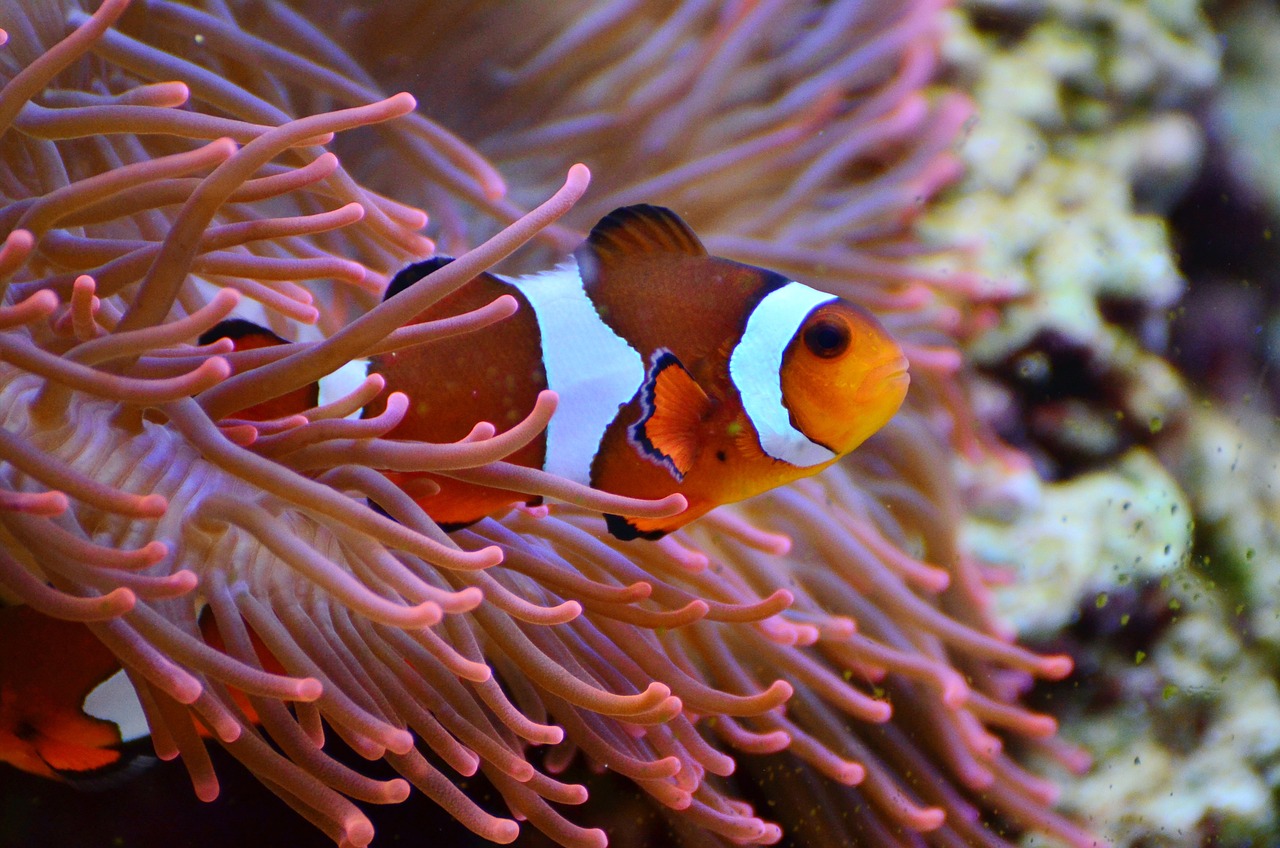 Clown Fisch Meerwasser